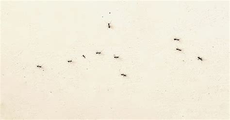 房間突然很多螞蟻 注意台階